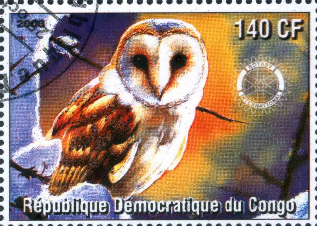 Owl