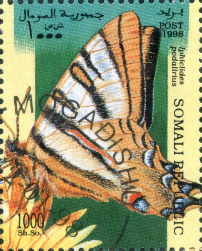 Iphiclides podalirius
