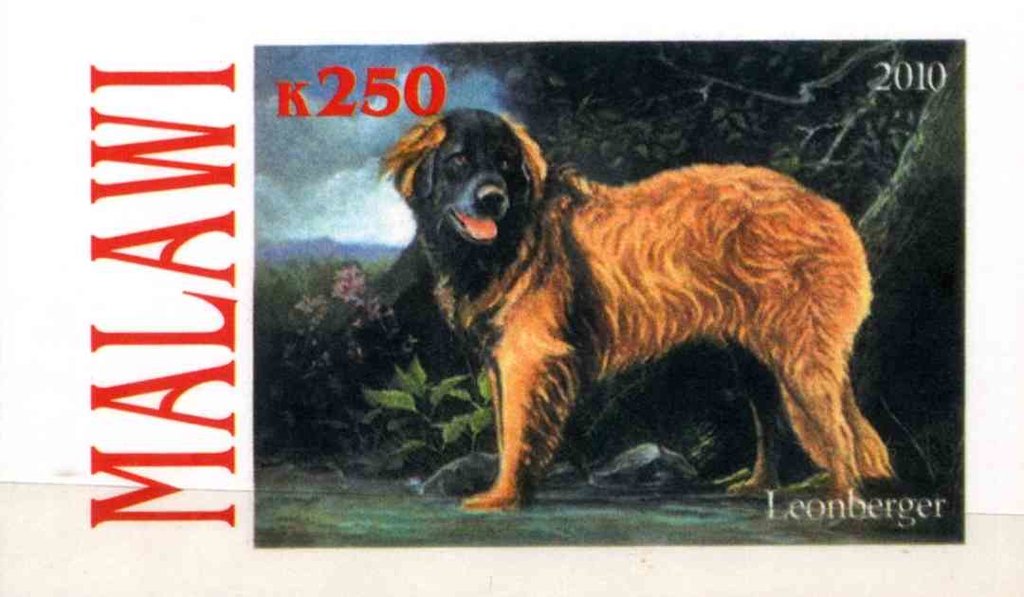 Leonberger