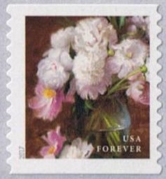 White and Pink Peonies - coil