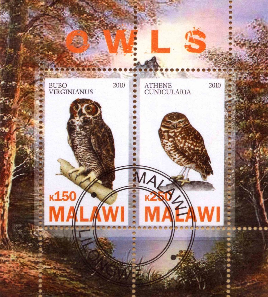 Owls