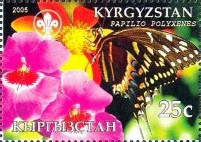 Papilio polyxenes