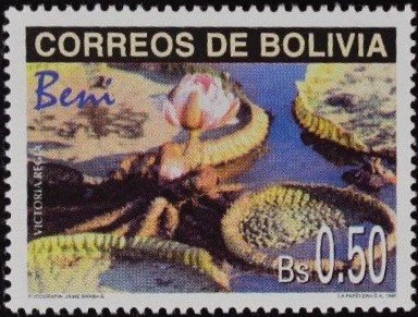 Victoria Amazonica