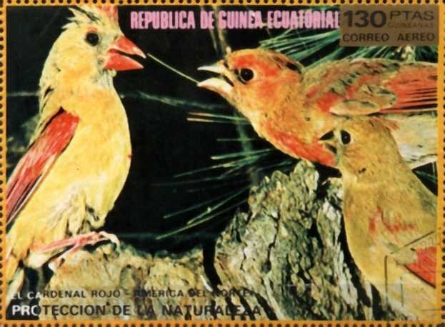 Northern Cardinal (Cardinalis cardinalis)