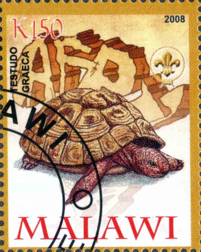 Testudo Graeca