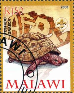 Stamp, Testudo Graeca, Cinderellas,  , Animals (Fauna), Turtles