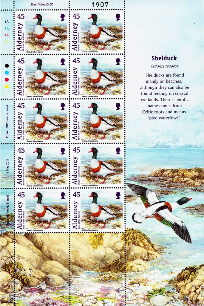 Shelduck (Tadorna tadorna)