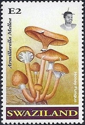 Armillaria mellea