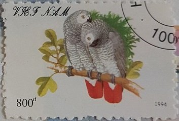 Parakeet