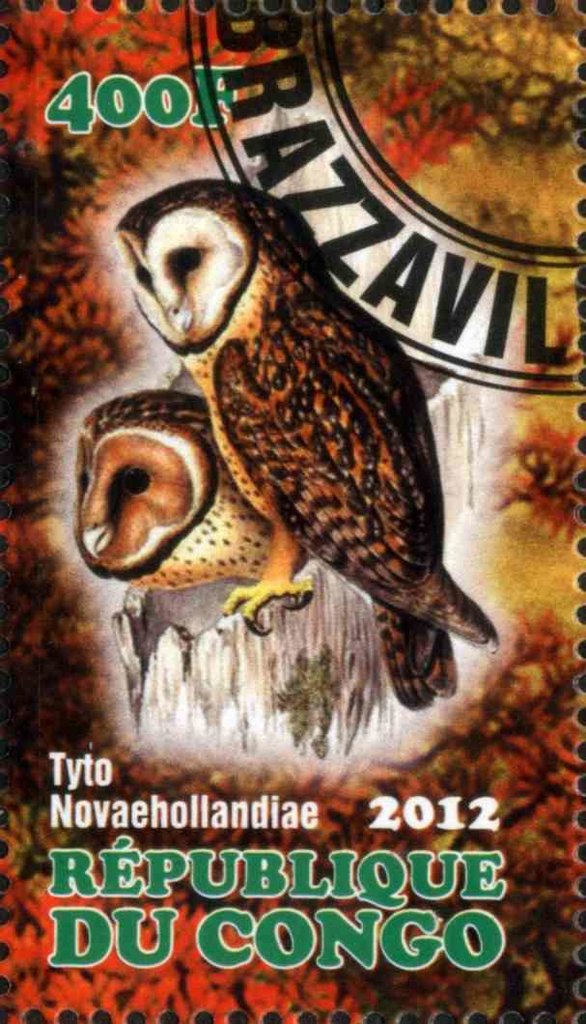 Tyto Novaehollandiae
