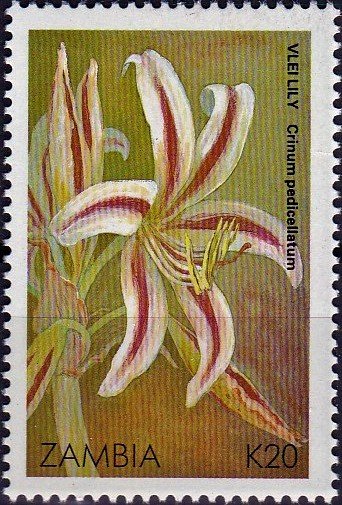 Vlei Lily - Crinum pedicellatum