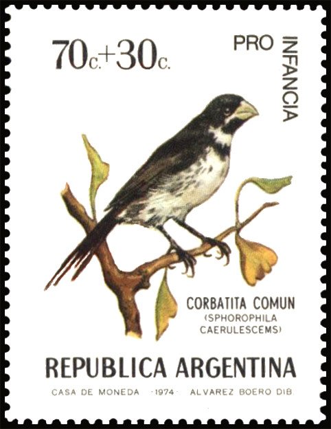 Double-collared Seeeater (Sporophila caerulescens)