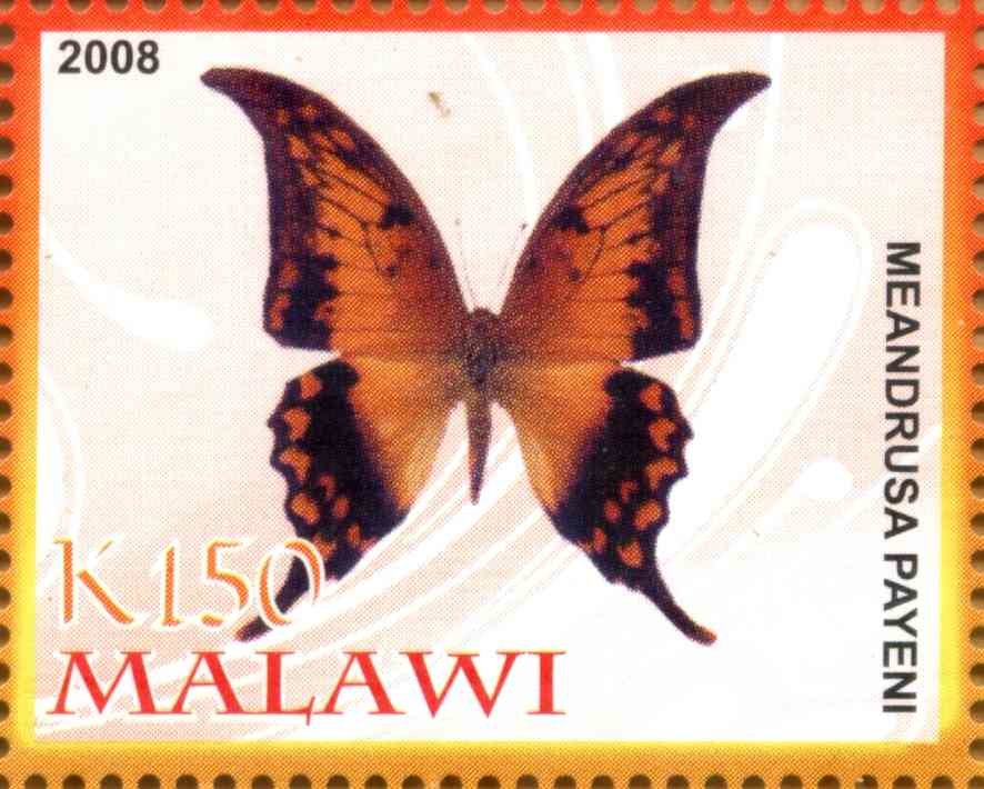 Meandrusa Payeni