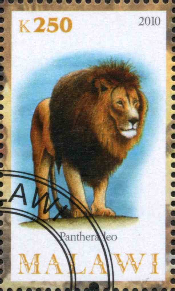 Panthera Leo