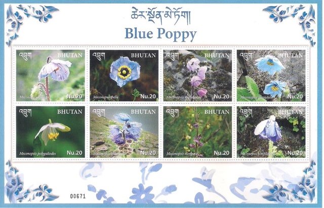 Blue Poppy : National Flower Of Bhutan