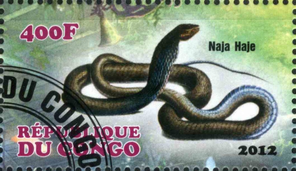 Naja Haje