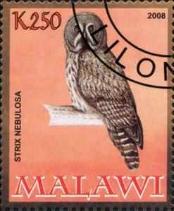 Stamp, Strix Nebulosa, Cinderellas,  , Animals (Fauna), Birds