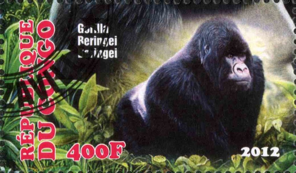 Gorilla Beringei Beringei