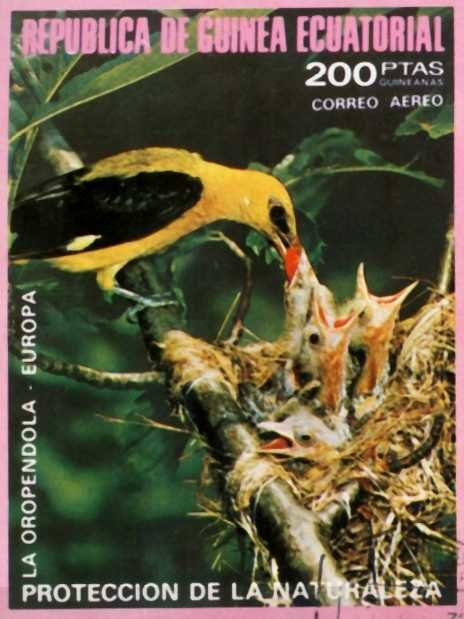 Oriole (Oriolus oriolus)