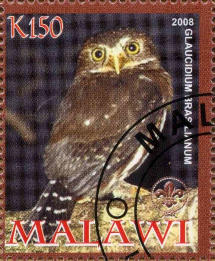 Glaucidium Brasilianum