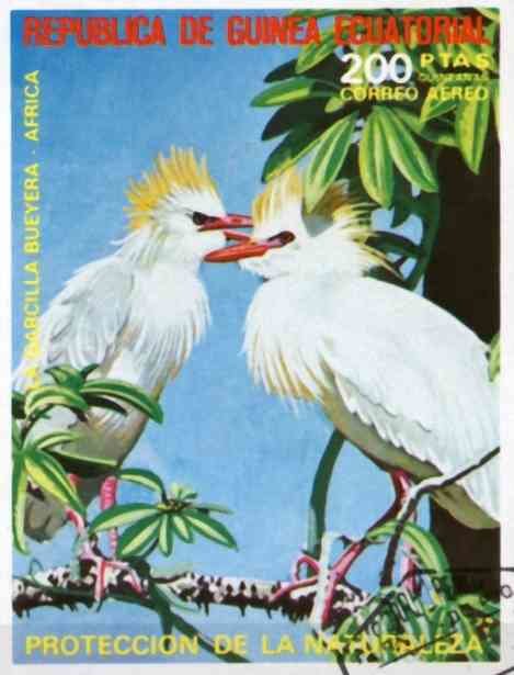 Cattle Egret (Bubulcus ibis)
