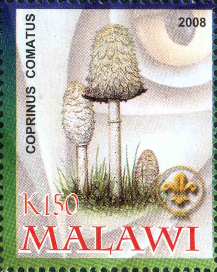 Coprinus Comatus