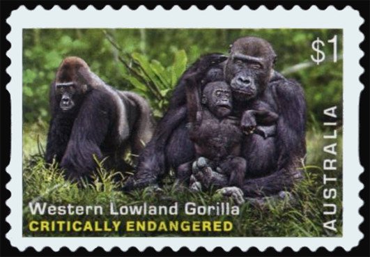 Western Lowland Gorilla (Gorilla gorilla gorilla)