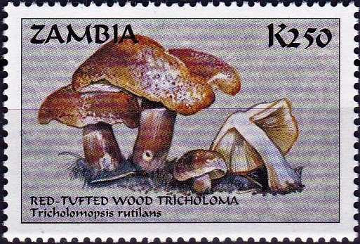 Tricholomopsis rutilans