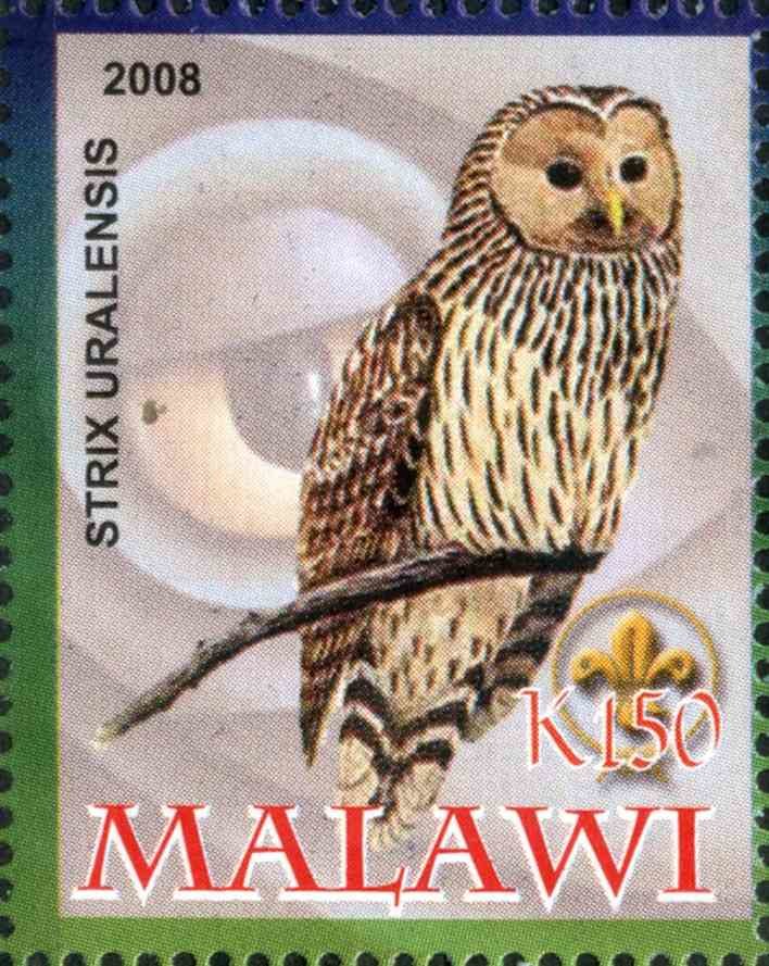 Strix Uralensis