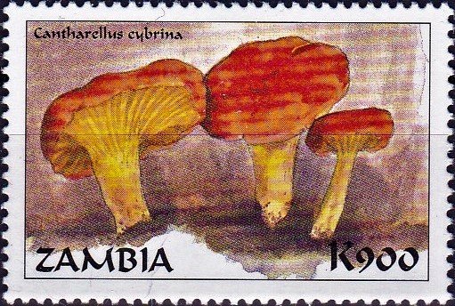 Cantharellus cybrina