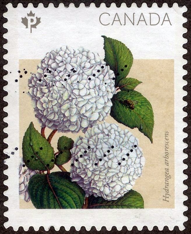Hydrangea arborescens