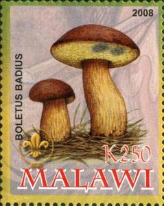 Stamp, Boletus Badius, Cinderellas,  , Mushrooms