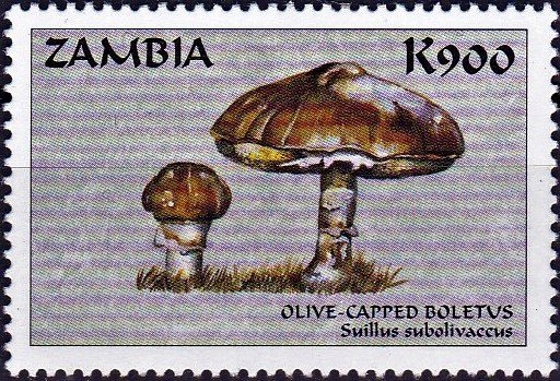 Suilus subolivaceus
