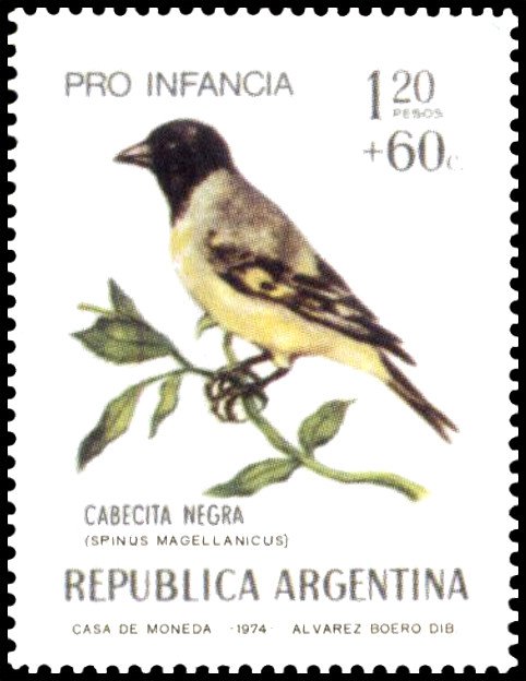 Hooded Siskin (Spinus magellanicus)