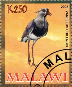 Stamp, Vanellus Chilensis, Cinderellas,  , Animals (Fauna), Birds