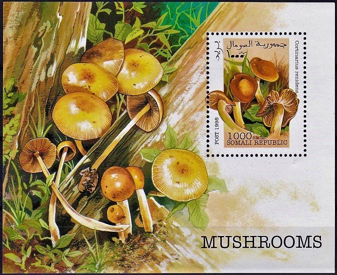 Cortinarius renidens