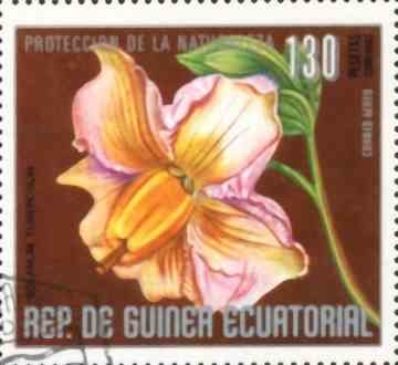 Solanum tuberosum