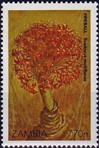 Stamp, Fireball - Scadoxus multiflorus, Zambia,  , Flowers, Plants (Flora)