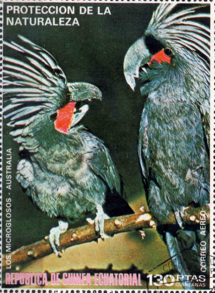 Palm Cockatoo (Probosciger aterrimus)