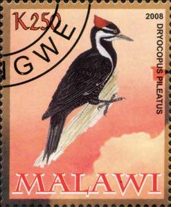Stamp, Dryocopus Pileatus, Cinderellas,  , Animals (Fauna), Birds