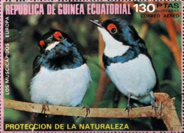 Black-throated Wattle-eye (Platysteira peltata)