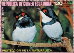 Stamp, Black-throated Wattle-eye (Platysteira peltata), Equatorial Guinea,  , Animals (Fauna), Birds