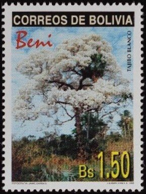 White Tajibo Tree