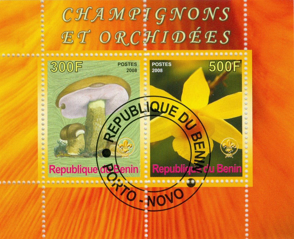 Mushrooms and orchids