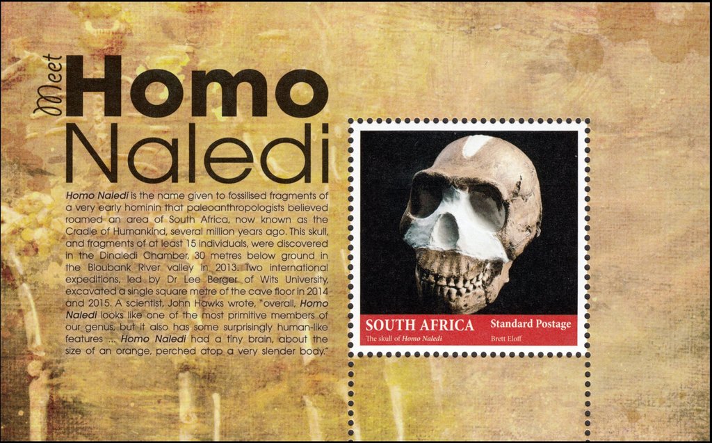 Homo naledi