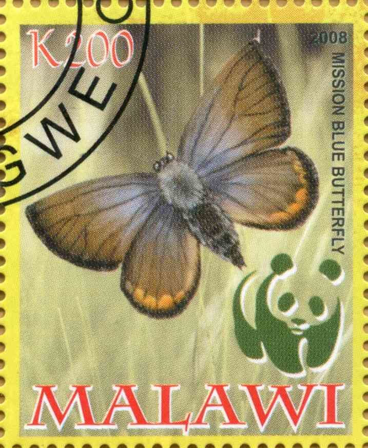 Mission Vlue Butterfly