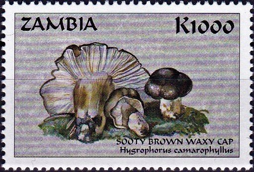 Hygrophorus camarophyllus