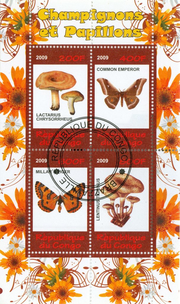 Mushrooms and butterflies
