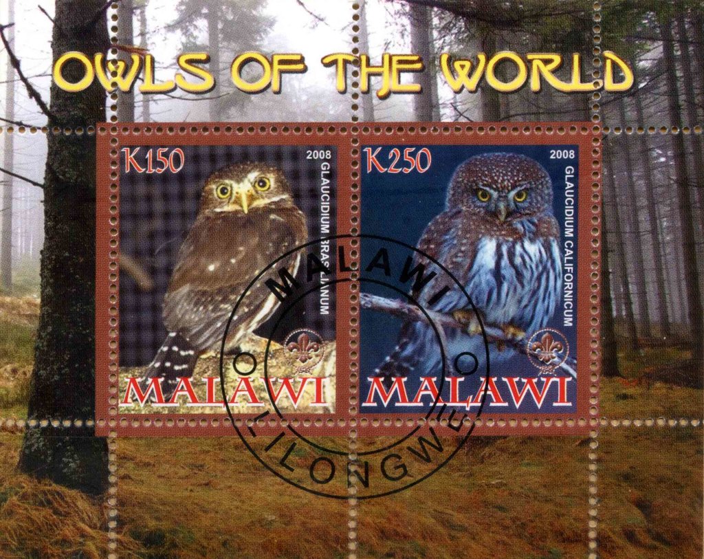 Owls of the World