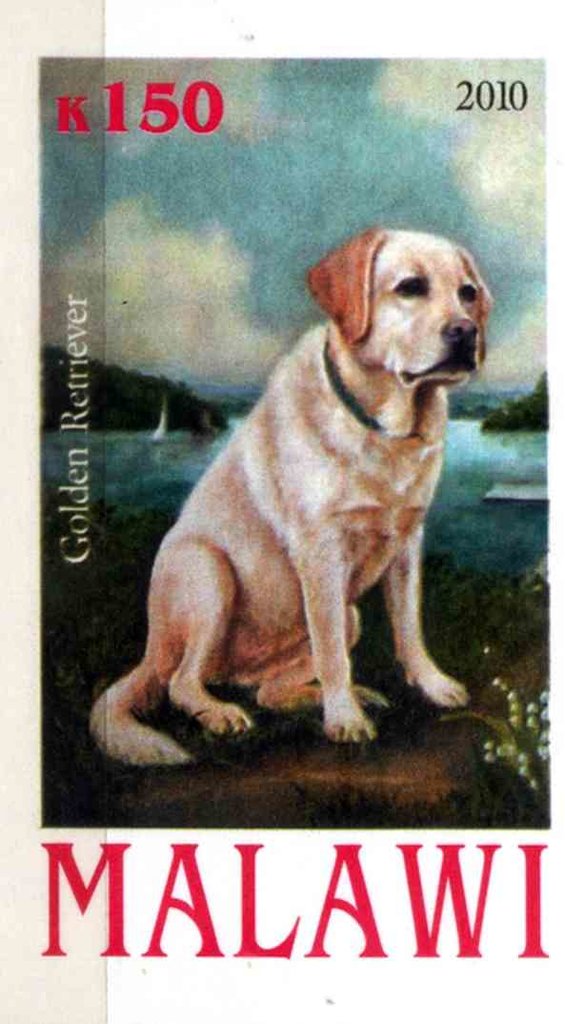 Golden Retriever